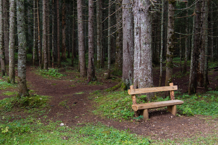 path in green pinetrees forestの写真素材