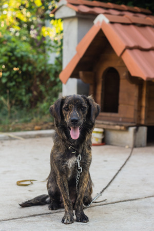 dog sitting near its house at yardの写真素材