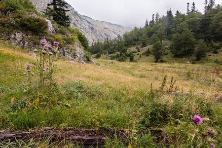 misty landscape in mountains of Dinaric Alps in Durmitor National Park in rainy dayの写真素材
