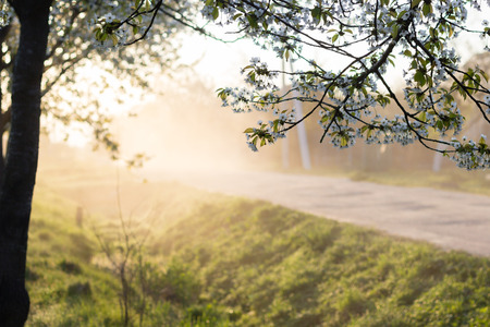 Beautiful spring morning misty landscape of tree blossom and dew on green grassの写真素材