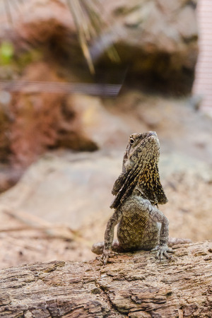 Brown lizard looking up with stone and sand backgroundの写真素材