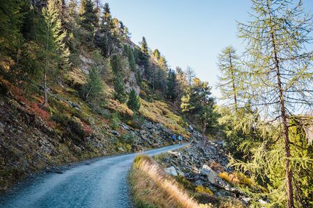 Beautiful road between larches in swiss Alps mountains near Zermatt town landscape background