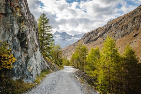 Beautiful road between larches in swiss Alps mountains near Zermatt town landscape background