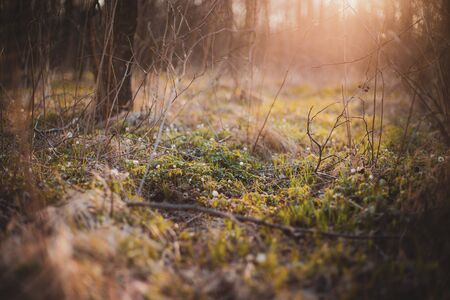 Beautiful wood Anemone nemorosa flowers meadow, white spring flower in green forest with bright light nature forest backgroundの写真素材