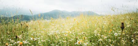 Beautiful summer meadow with daisy and dandelion flowers in lush green grass with mountains backgroundの写真素材