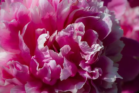 Beautiful pink peony closup summer background, blooming floral petals textureの写真素材