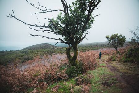 Hiker walking on hiking trail in mountains near endemic laurisilva forest in Madeira island
