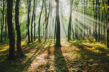 sun rays in green summer forest, morning beauty in nature, light in woodsの写真素材