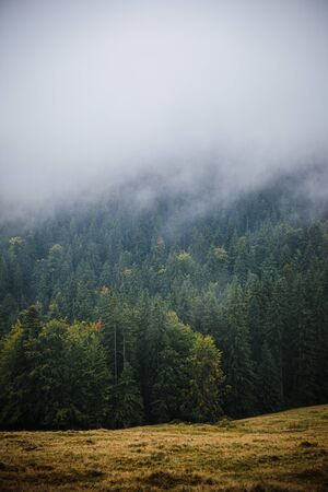 Cloudy misty fog over green fir forest in Carpathian mountains, mist in summer woods