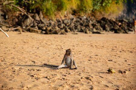 Small brown monkey on sandy beach in Krabi province, Thailandの写真素材