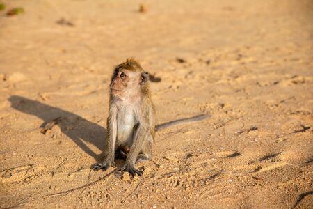 Small brown monkey on sandy beach in Krabi province, Thailandの写真素材