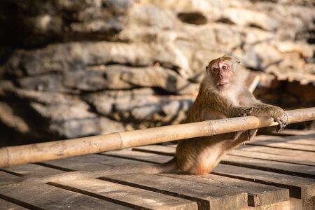 Small brown monkey relaxing on wooden path on sandy beach in Krabi province, Thailandの写真素材