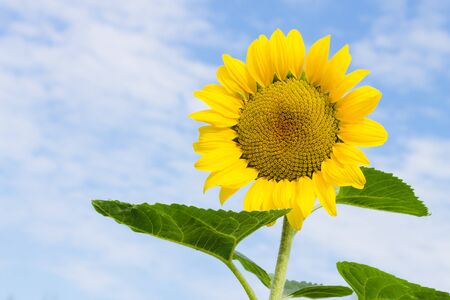 Bright yellow sunflower on blue sky background, summer nature flower with copy spaceの写真素材