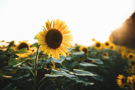 Bright yellow sunflower on big agricultural field with sunset light background, summer nature flowerの写真素材