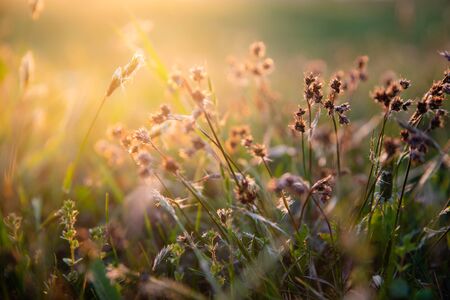 Green grass plants on summer field meadow background in bright sunset lightの写真素材