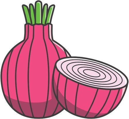 Red onionのイラスト素材