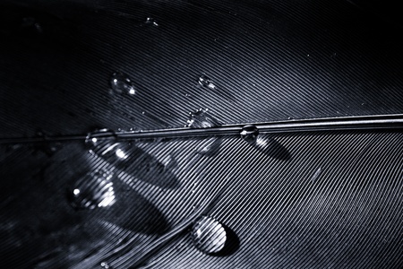 feather after rainの写真素材