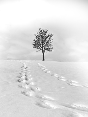 lonely tree の写真素材