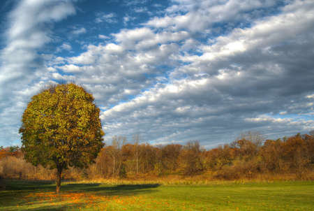 tree on a field in autumnの写真素材