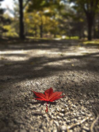 red leaf on pathの写真素材