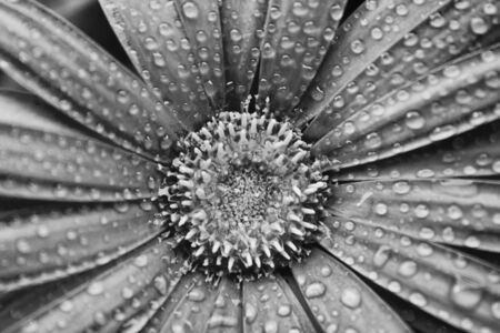 ran drops on flowerの写真素材