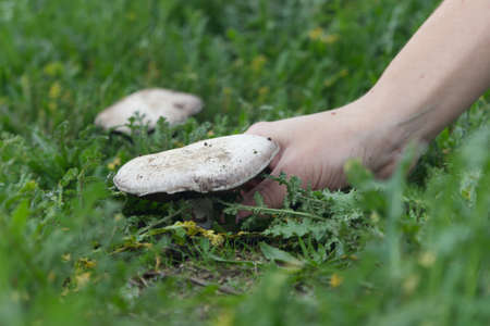 A oyster mushroom in the green field being picking by a young handの写真素材