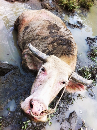 a water buffalo relaxing の素材