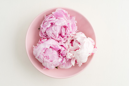 Three freshly cut peony blossom on pink plateの写真素材