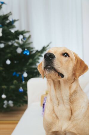 Labrador retriever with Christmas tree in the backの写真素材