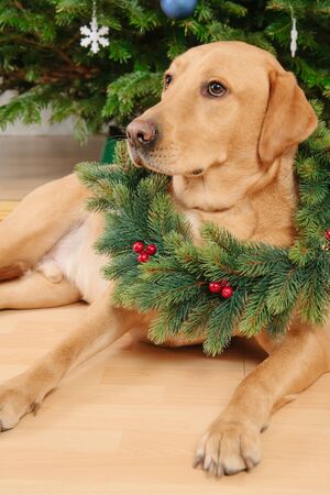 Labrador retriever dog lying under Christmas tree wearing Christmas wreathの写真素材