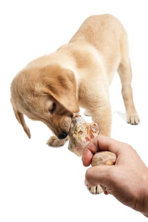 Labrador puppy chewing a large bone,  BARF, Bones And Raw Foodの写真素材