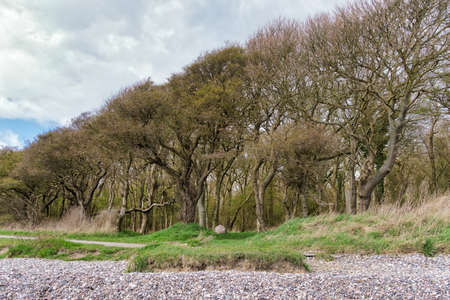 Langeland beach Dovnsklint south of Gulstav Mose with trees. The cliffs are a polular spot for...