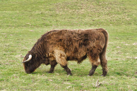 Highland cattle on the meadow at Gulstav Mose, Langeland, Denmark