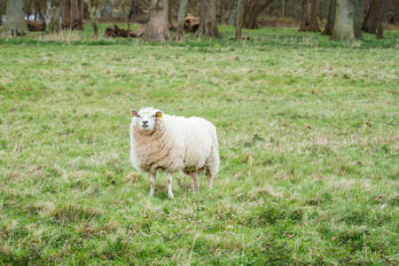 Sheep on a meadow on the Langeland island, Denmarkの写真素材