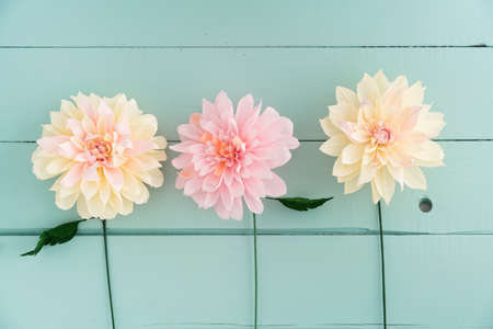 Three crepe paper dahlias on turquoise wooden backgroundの写真素材