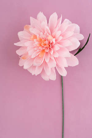 Single pink crepe paper dahlia on pink wooden backgroundの写真素材