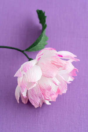 Single pink crepe paper peony on purple backgroundの写真素材