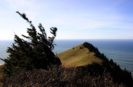 Wind blown fir at Cascade Head on the Oregon coast.の写真素材