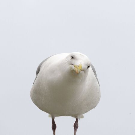 Herring Gull Looking at Youの写真素材
