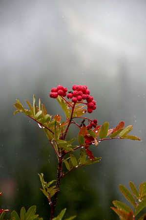 Mountain Ash berries against foggy background.の写真素材