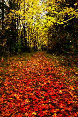 On an autumn morning a dog walks in the distance beneath yellow foliage on the trees above orange fallen leaves on the ground while following a trail through the woods.の写真素材
