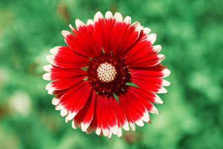 Red flower macro shot over blurred green backgroundの写真素材
