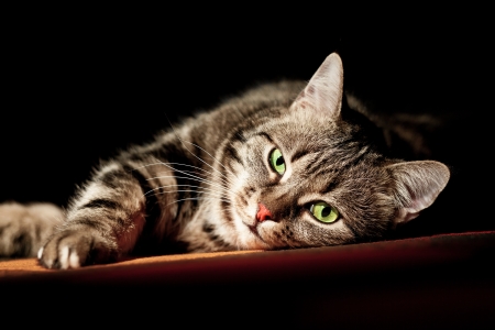 beautiful European cat in front on a black backgroundの写真素材