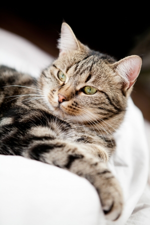 very beautiful young european catの写真素材
