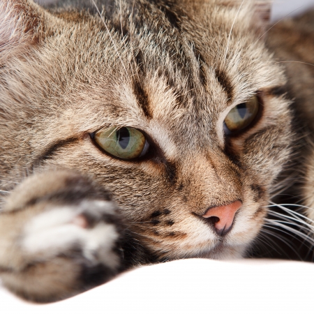 close-up european cat in front on a gray backgroundの写真素材