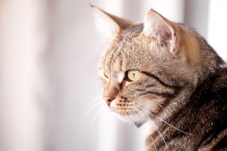 beautiful European cat in front on a gray backgroundの写真素材
