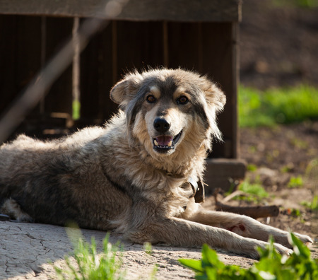 Old dog lying on the ground, against a background of an old wooden dog house