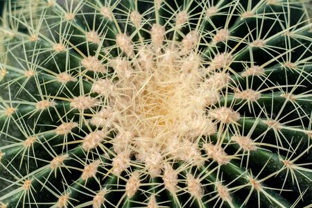 Thorns serve as protection against animal ingestion, from the scorching sun, heat and cold. In addition, they are able to absorb water. This spike function has become especially important for some cacti. In places where it has not rained for years and fog is the only source of moisture, cacti have learned to use thorns for water supply very efficiently.の写真素材