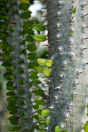 Euphorbia is a very beautifully flowering plant of the Euphorbia family. Euphorbia euphorbia - quite unpretentious and very decorative. The native land of the plant is the subtropics of Africa, America and Fr. Madagascar. In our country grows more than 200 species.の写真素材