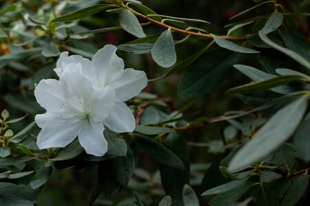 White azalea in the flowering period on the background of leaves and branches, close upの写真素材